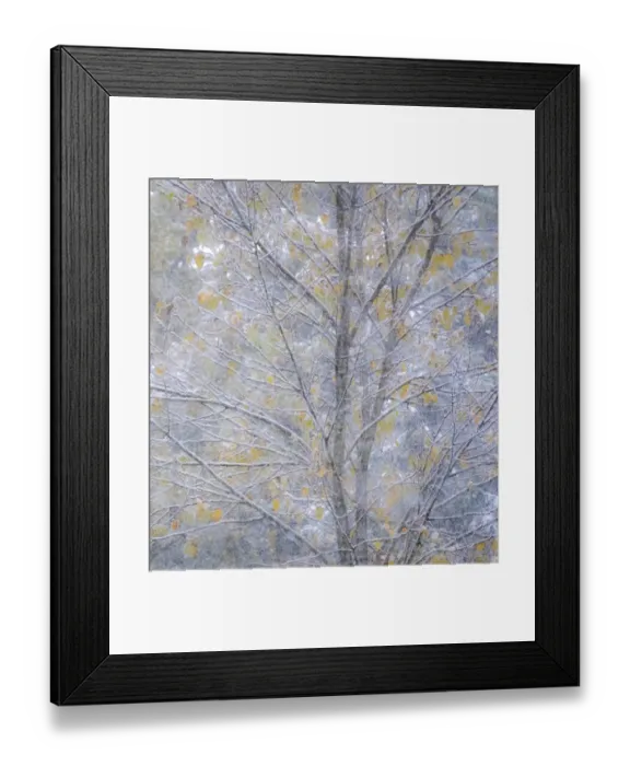 Framed Print : Fresh snow on Japanese maple tree with last of fall colored leaves Framed Print : Fresh snow on Japanese maple tree with last of fall colored leaves