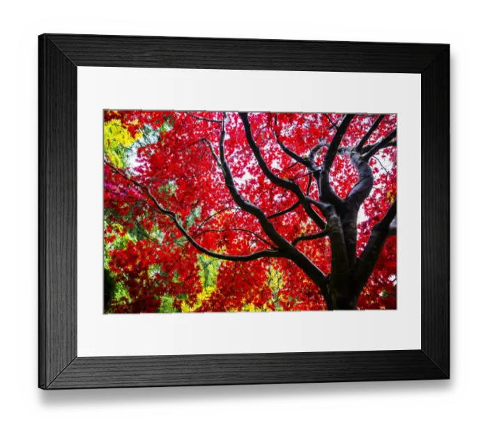Framed Print : Bremerton, Washington, Ebony trunk, red maple tree