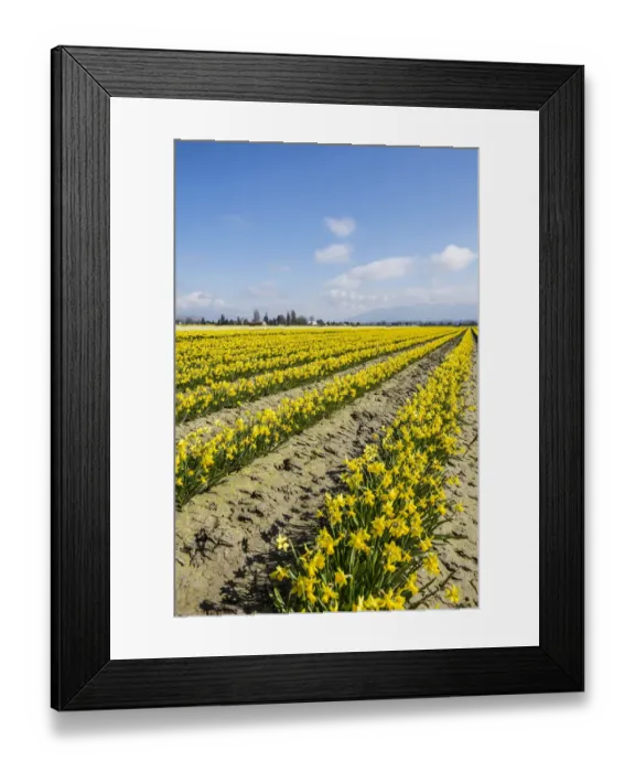 Framed Print : Mount Vernon, Skagit Valley, Washington, daffodil field Framed Print : Mount Vernon, Skagit Valley, Washington, daffodil field