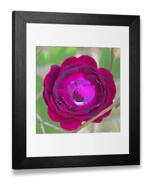 Framed Print : Rose close-up Framed Print : Rose close-up