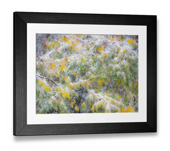 Framed Print : Fresh snow on Japanese maple tree with last of fall colored leaves Framed Print : Fresh snow on Japanese maple tree with last of fall colored leaves