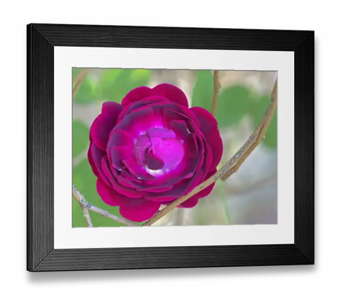 Framed Print : Washington State, Rose close-up