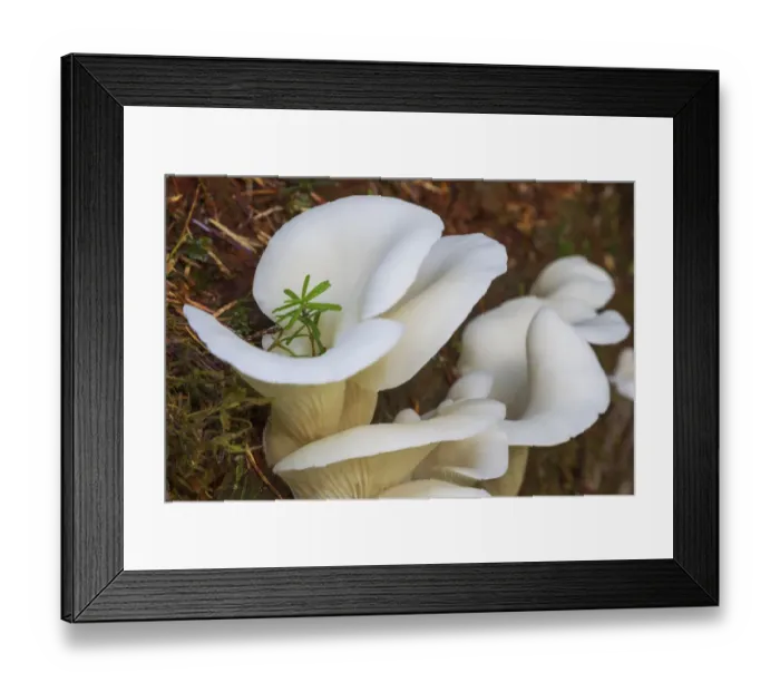 Framed Print : Spruce seedling Framed Print : Spruce seedling