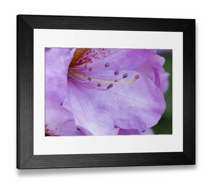 Framed Print : Rhody close-up Framed Print : Rhody close-up