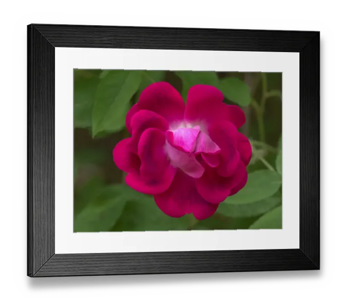 Framed Print : Rose close-up Framed Print : Rose close-up