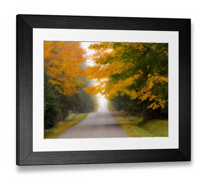 Framed Print : Fall colors with golden leaves of bigleaf maple and country lane Framed Print : Fall colors with golden leaves of bigleaf maple and country lane