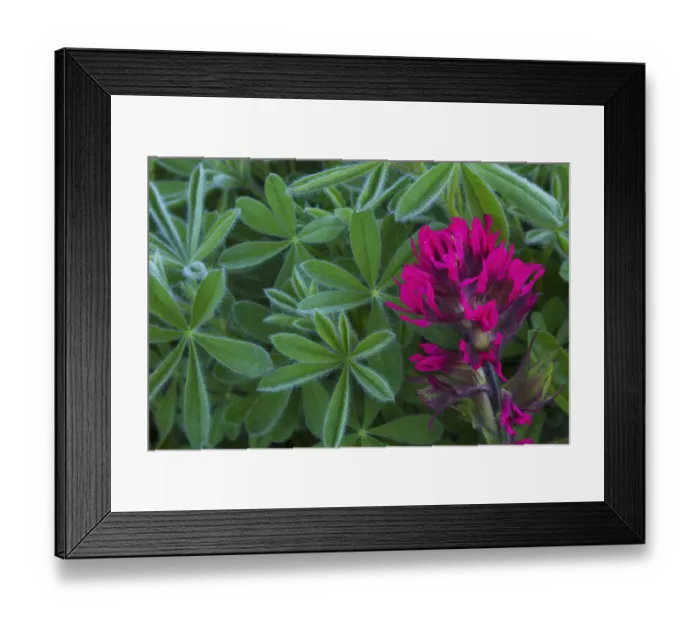 Framed Print : Lavender paintbrush and lupine leaves