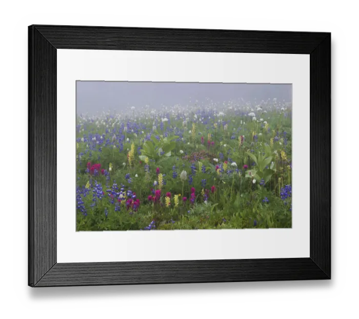 Framed Print : Alpine wildflower, Mount Rainier National Park Framed Print : Alpine wildflower, Mount Rainier National Park