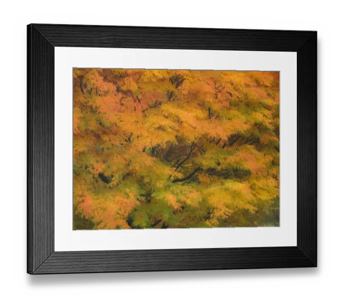 Framed Print : Fall colors in golden leaves of bigleaf maple with a soft focus look Framed Print : Fall colors in golden leaves of bigleaf maple with a soft focus look