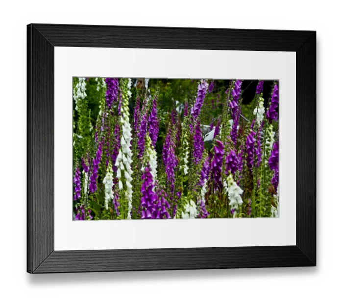 Framed Print : Foxglove, southern side, Mount St. Helens National Volcanic Monument, Washington State, USA Framed Print : Foxglove, southern side, Mount St. Helens National Volcanic Monument, Washington State, USA