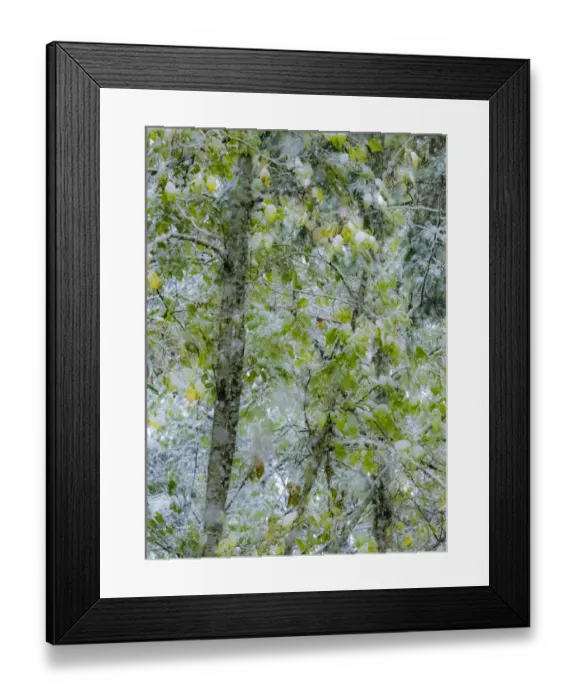 Framed Print : Fresh snow on alder trees