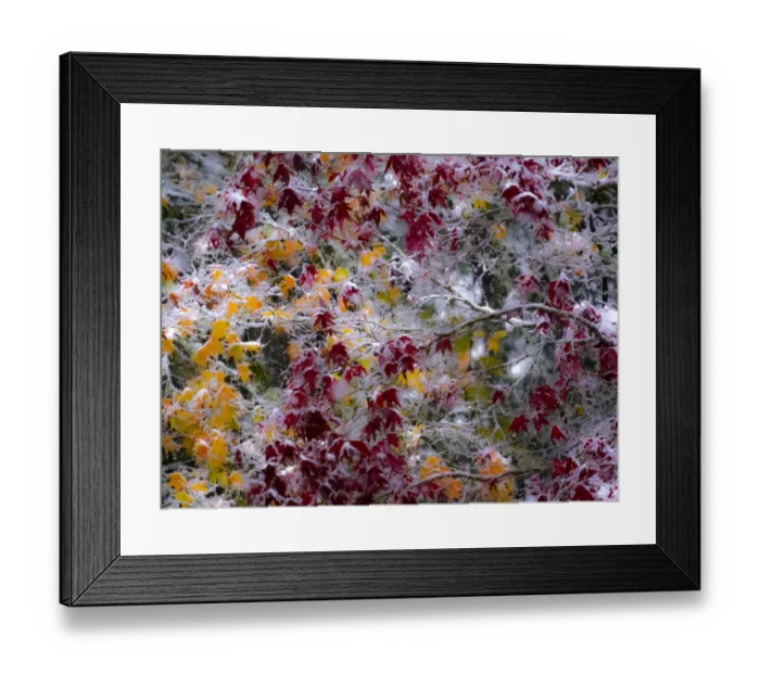 Framed Print : Fresh snow on Japanese maple tree with last of fall colored leaves Framed Print : Fresh snow on Japanese maple tree with last of fall colored leaves