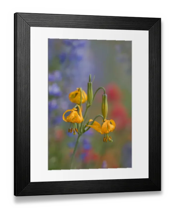Framed Print : USA, Washington State. Columbia Lily (Lilium columbianum) with color wash of lupine