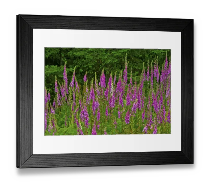 Framed Print : Foxglove, southern side of Mount St. Helens National Volcanic Monument, Washington State, USA