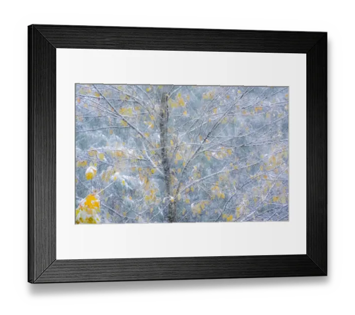 Framed Print : Fresh snowfall on Japanese maple tree with last of fall colored leaves Framed Print : Fresh snowfall on Japanese maple tree with last of fall colored leaves