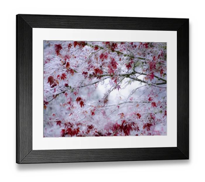 Framed Print : Fresh snow on Japanese maple tree with last of fall colored leaves Framed Print : Fresh snow on Japanese maple tree with last of fall colored leaves