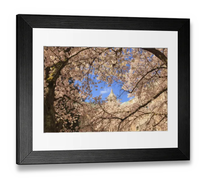 Framed Print : Cherry Blossoms in peak bloom, Spring, University of Washington campus, Seattle, Washington State