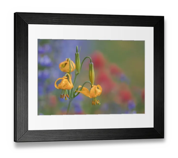 Framed Print : USA, Washington State. Columbia Lily (Lilium columbianum), lupine and Indian Paintbrush Framed Print : USA, Washington State. Columbia Lily (Lilium columbianum), lupine and Indian Paintbrush