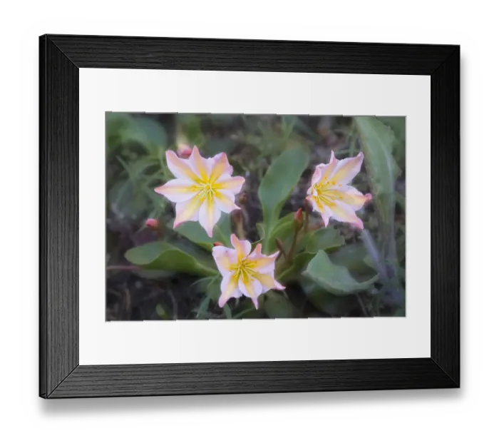 Framed Print : USA, Washington State. Tweedys Lewisia (Lewisia tweedyi), a showy eastern Washington Framed Print : USA, Washington State. Tweedys Lewisia (Lewisia tweedyi), a showy eastern Washington