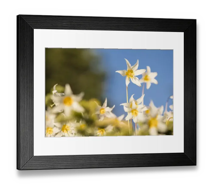 Framed Print : USA, Washington State. Portrait of Avalanche Lily (Erythronium montanum) at Olympic National Park