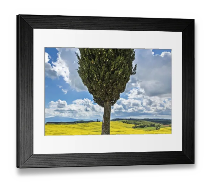 Framed Print : Europe, Italy, San Quirico d Orcia. Cypress tree and landscape Framed Print : Europe, Italy, San Quirico d Orcia. Cypress tree and landscape
