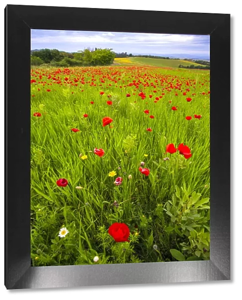 Europe, Italy, Tuscany. Red poppies in field