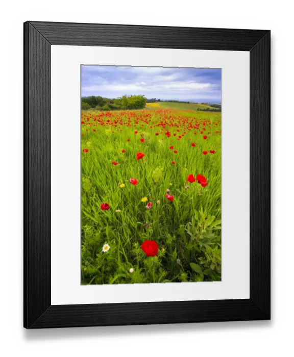 Framed Print : Europe, Italy, Tuscany. Red poppies in field Framed Print : Europe, Italy, Tuscany. Red poppies in field