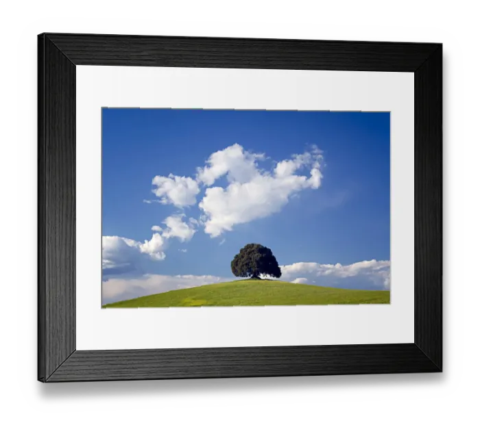 Framed Print : Europe, Italy, San Quirico d Orcia. Tree on hill