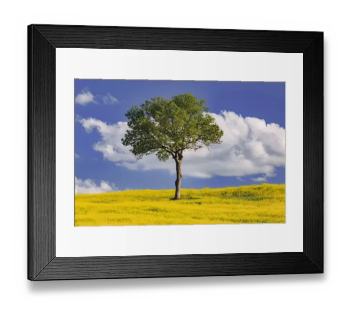 Framed Print : Europe, Italy, San Quirico d Orcia. Tree and farm crop Framed Print : Europe, Italy, San Quirico d Orcia. Tree and farm crop