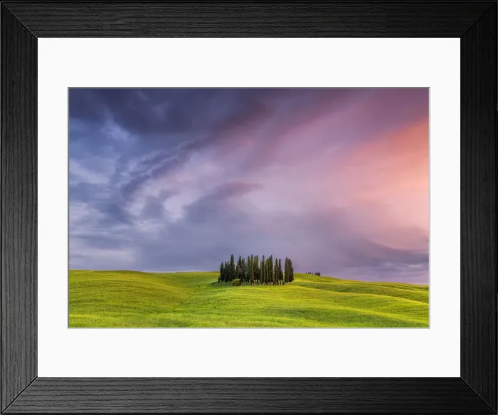 Framed Print : Europe, Italy, San Quirico d Orcia. Cypress grove at sunset Framed Print : Europe, Italy, San Quirico d Orcia. Cypress grove at sunset