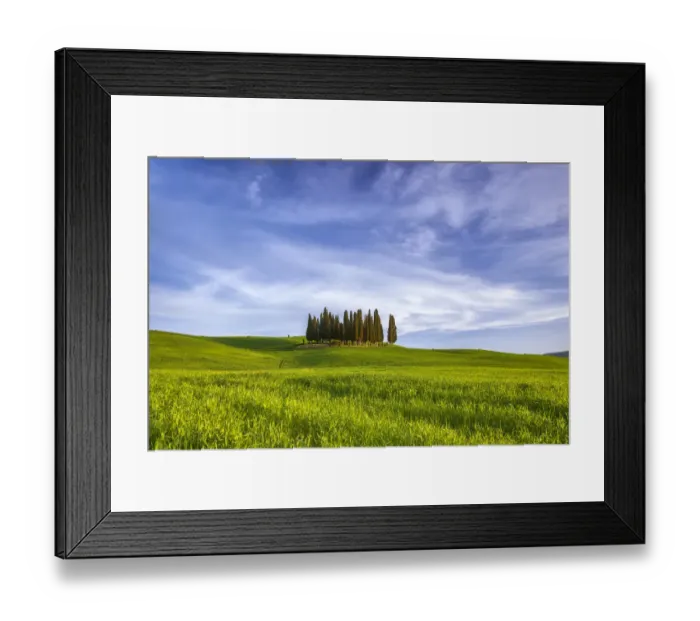 Framed Print : Europe, Italy, San Quirico d Orcia. Cypress grove in landscape Framed Print : Europe, Italy, San Quirico d Orcia. Cypress grove in landscape