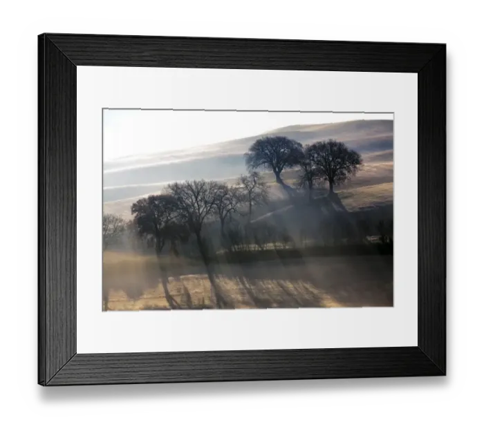 Framed Print : Europe, Italy, Val d Orcia. Trees in mist at sunrise Framed Print : Europe, Italy, Val d Orcia. Trees in mist at sunrise