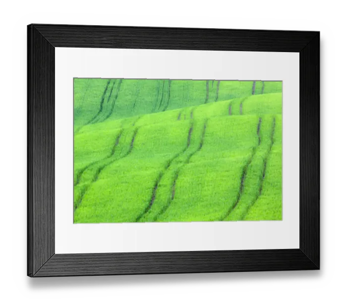 Framed Print : Europe, Italy, Val d Orcia. Rolling green wheat fields Framed Print : Europe, Italy, Val d Orcia. Rolling green wheat fields