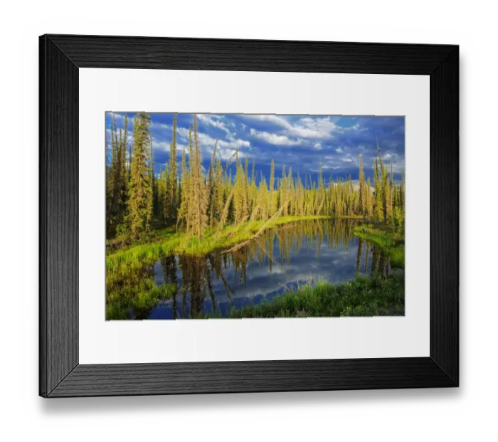 Framed Print : Canada, Yukon. Forest wetland. Credit as: Mike Grandmaison / Jaynes Gallery / DanitaDelimont Framed Print : Canada, Yukon. Forest wetland. Credit as: Mike Grandmaison / Jaynes Gallery / DanitaDelimont