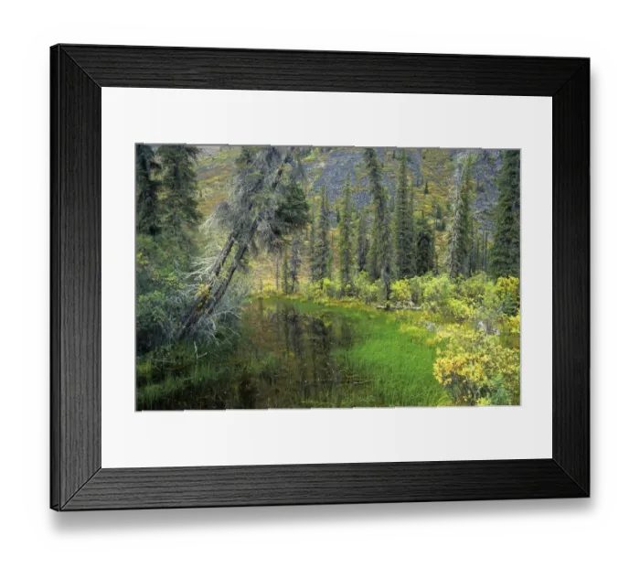 Framed Print : Canada, Yukon. Forest wetland. Credit as: Mike Grandmaison  /  Jaynes Gallery  /  DanitaDelimont