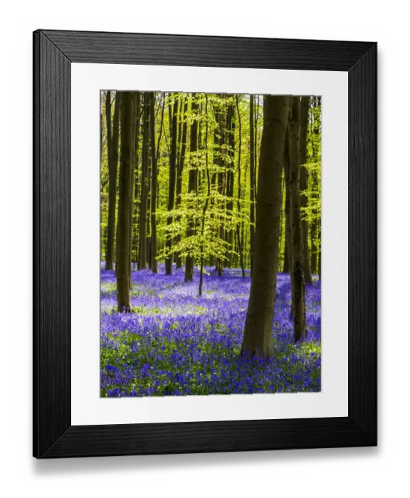 Framed Print : Spring in the Blue Forest Framed Print : Spring in the Blue Forest