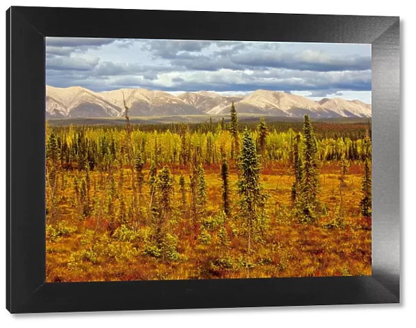 Canada, Yukon. Sub-Arctic vegetation. Credit as: Mike Grandmaison  /  Jaynes Gallery  /  DanitaDelimont