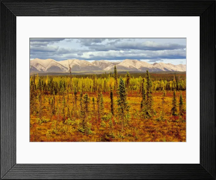 Framed Print : Canada, Yukon. Sub-Arctic vegetation. Credit as: Mike Grandmaison / Jaynes Gallery / DanitaDelimont Framed Print : Canada, Yukon. Sub-Arctic vegetation. Credit as: Mike Grandmaison / Jaynes Gallery / DanitaDelimont