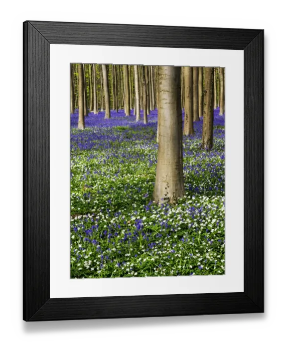 Framed Print : Spring in the Blue Forest
