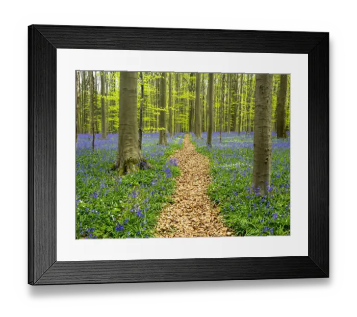 Framed Print : Belgium. Path through the Blue Forest