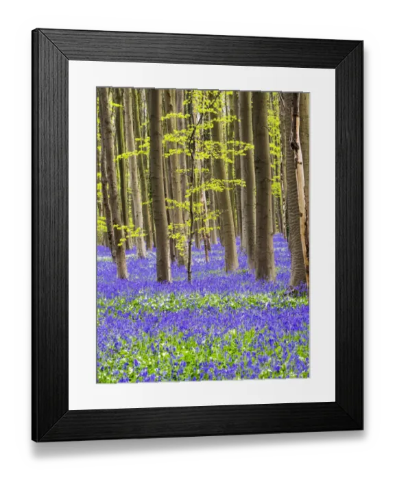 Framed Print : Belgium. Spring in the Blue Forest Framed Print : Belgium. Spring in the Blue Forest