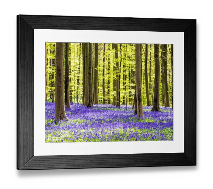Framed Print : Spring in the Blue Forest