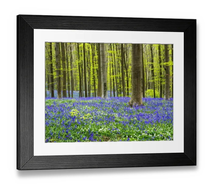 Framed Print : Spring in the Blue Forest Framed Print : Spring in the Blue Forest