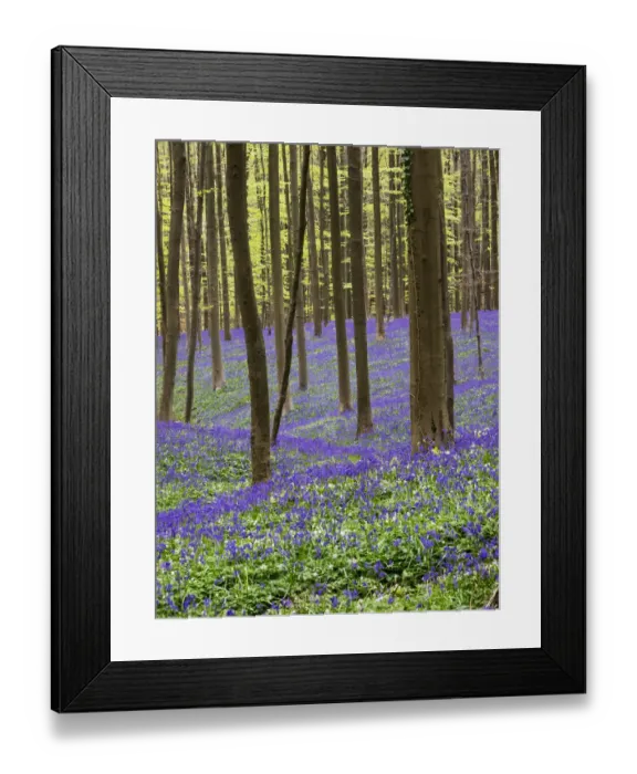 Framed Print : Spring in the Blue Forest Framed Print : Spring in the Blue Forest