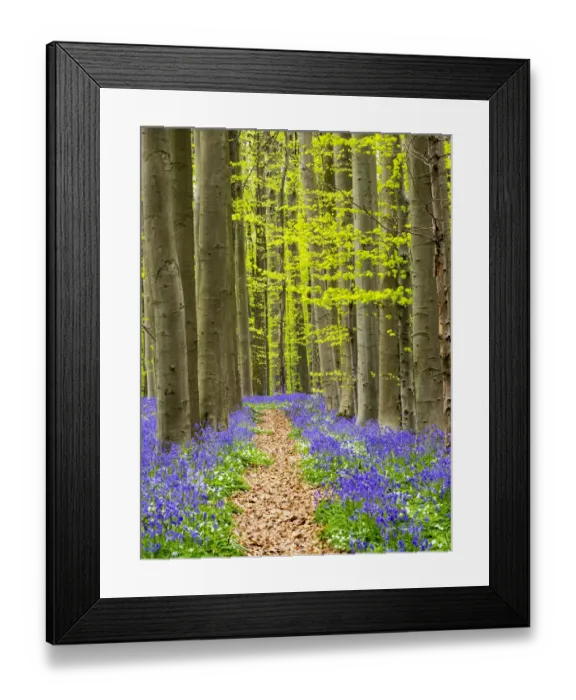 Framed Print : Path through the Blue Forest Framed Print : Path through the Blue Forest