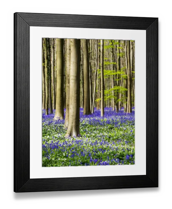 Framed Print : Spring in the Blue Forest Framed Print : Spring in the Blue Forest