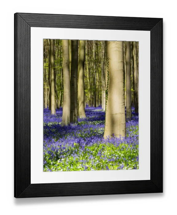 Framed Print : Belgium. Spring in the Blue Forest Framed Print : Belgium. Spring in the Blue Forest