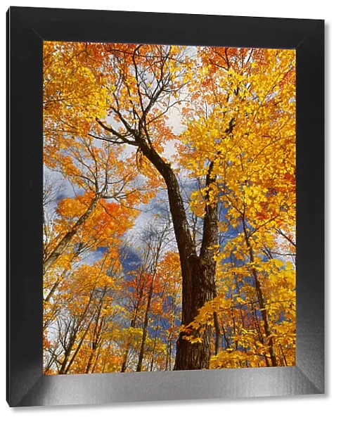 Canada, Ontario, Fairbank Provincial Park. Sugar maple trees in autumn. Credit as