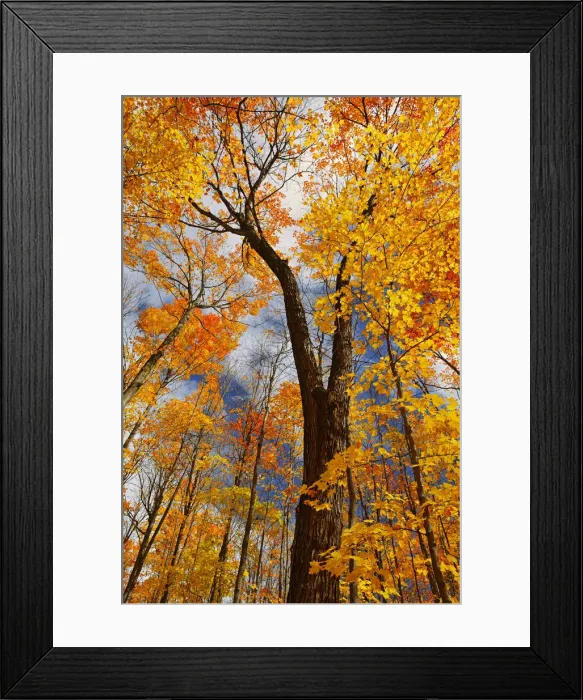 Framed Print : Canada, Ontario, Fairbank Provincial Park. Sugar maple trees in autumn. Credit as Framed Print : Canada, Ontario, Fairbank Provincial Park. Sugar maple trees in autumn. Credit as