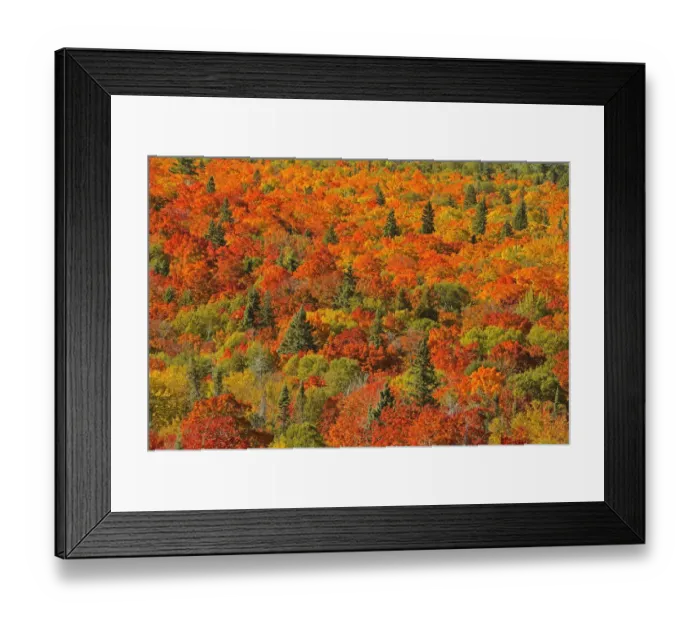 Framed Print : Canada, Ontario, Lake Superior Provincial Park. Evergreen and maple trees in autumn color Framed Print : Canada, Ontario, Lake Superior Provincial Park. Evergreen and maple trees in autumn color